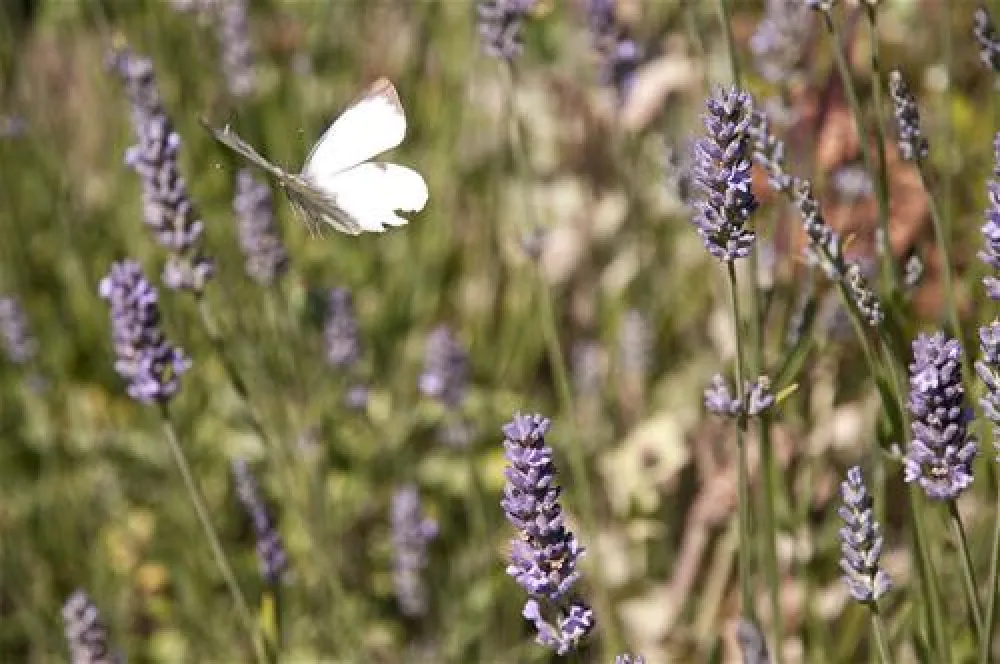 Camping Land an der Elbe bei Hamburg