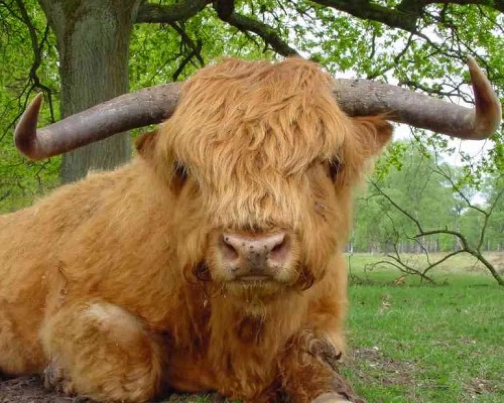 Camping De Bronzen Emmer