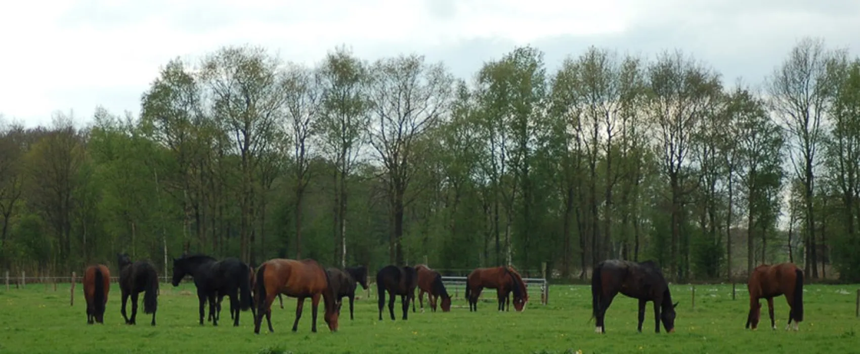 Camping het Koningsdiep