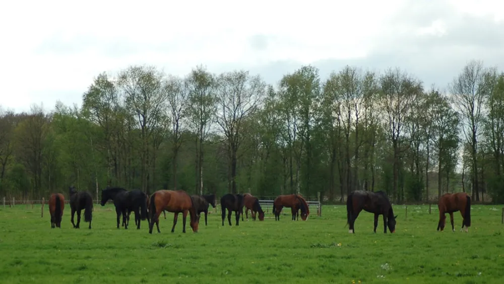 Camping het Koningsdiep