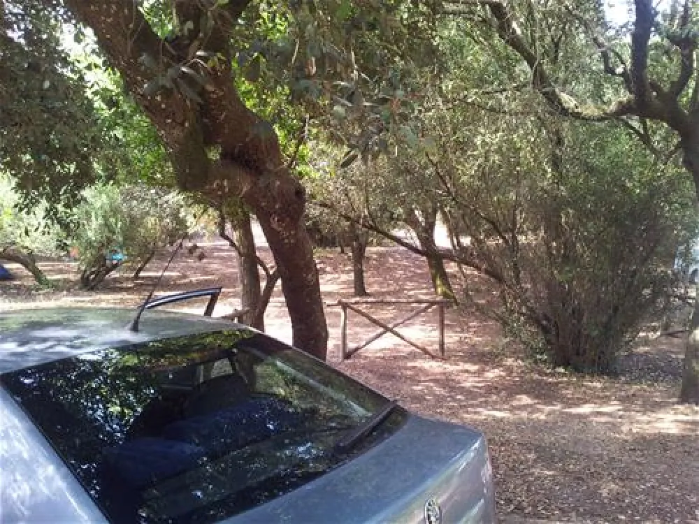 Campeggio Internazionale di Castelfusano