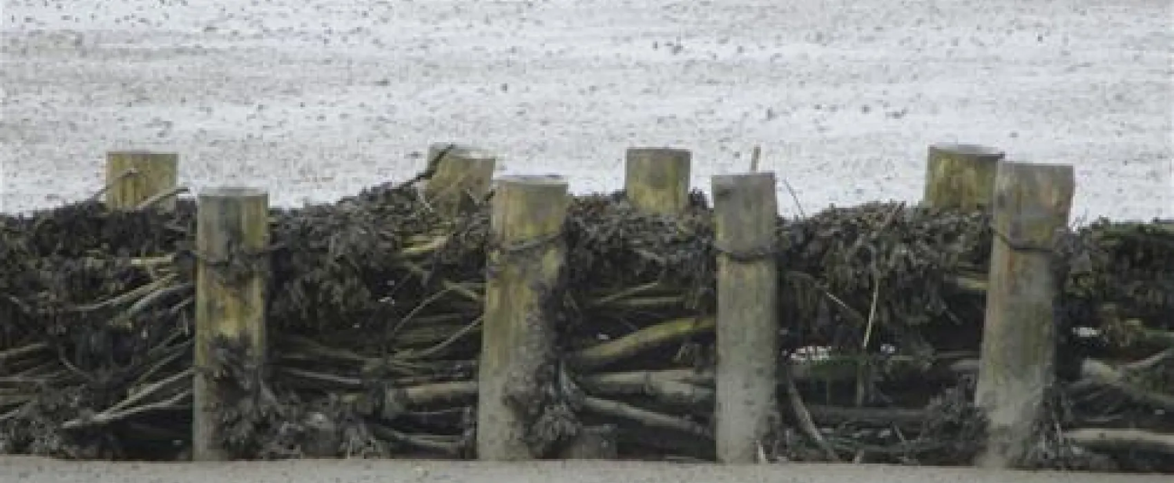 Camping Am alten Seedeich