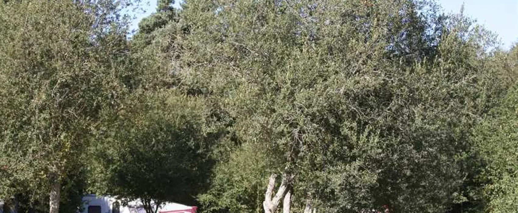 Birchwood Tourist Park