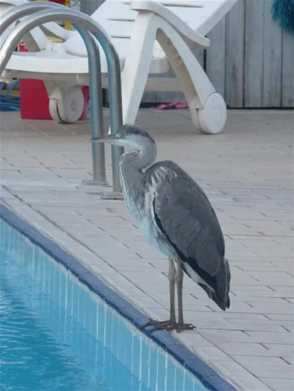 Campeggio Au Lac de Como