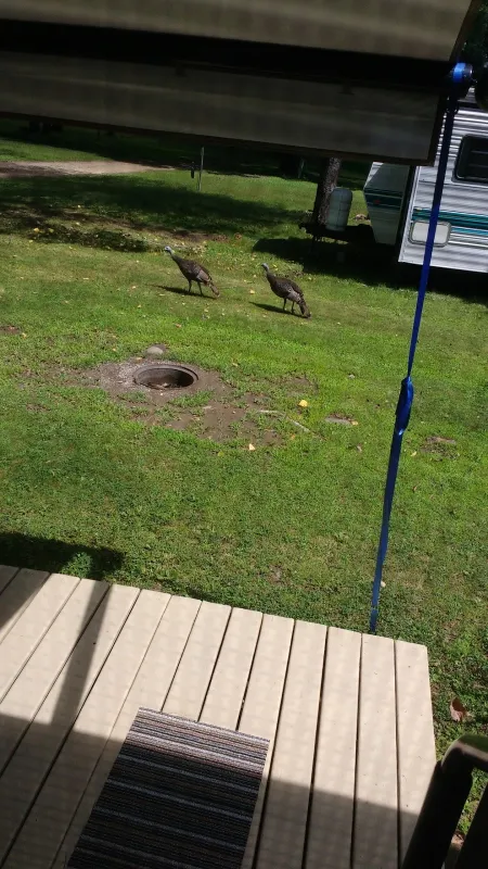 Little Bluff Campground, LLC