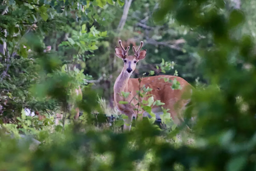 The Pines of Kabetogama Resort