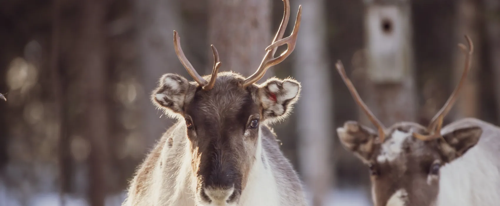 Rantajärvi Vildmark