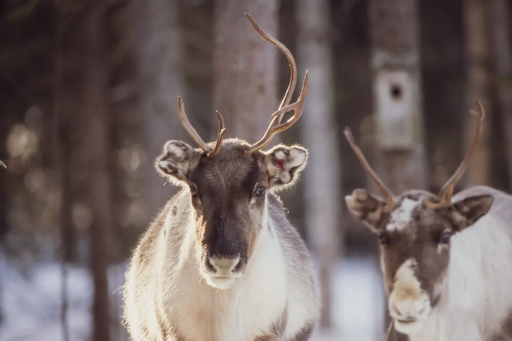 Rantajärvi Vildmark