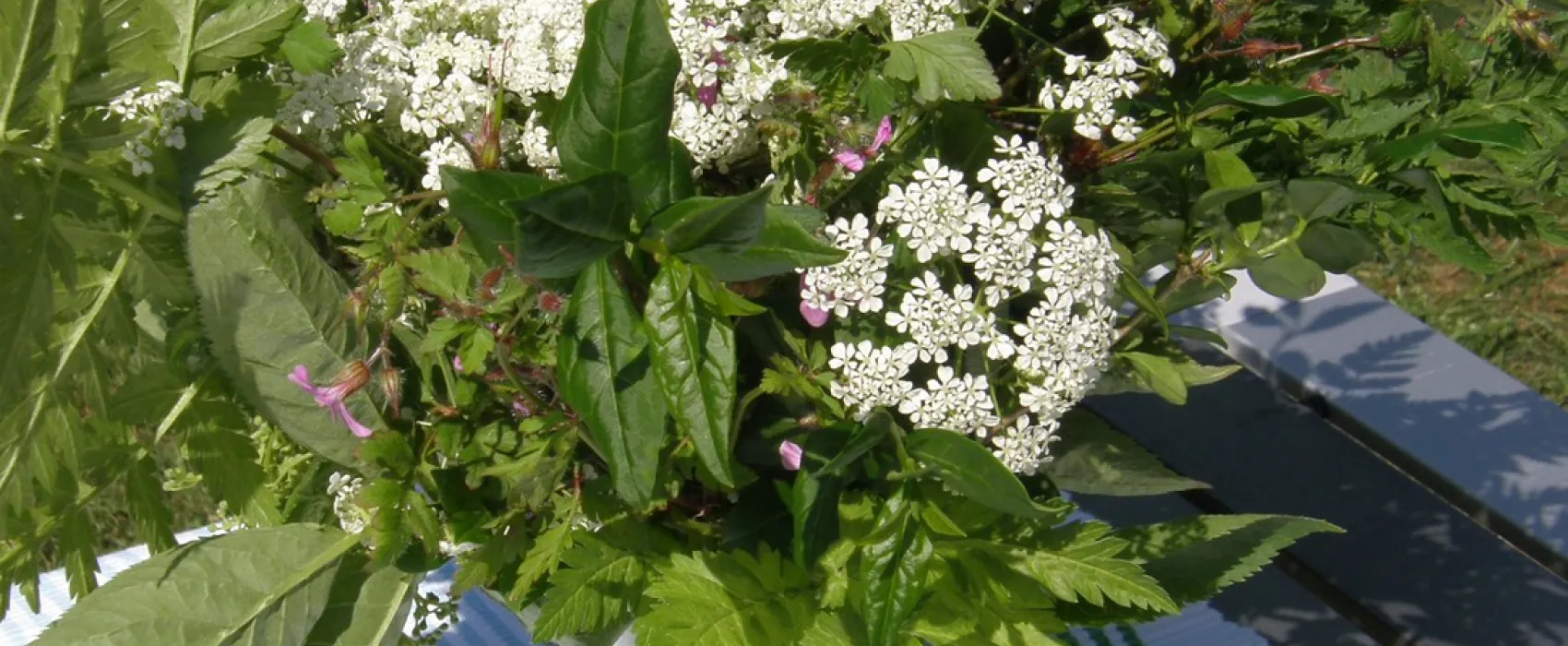 Minicamping Het Zwarte Gat