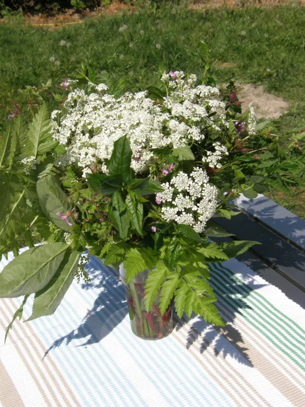 Minicamping Het Zwarte Gat