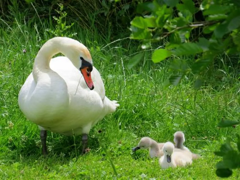 Campingplatz Buchhorn