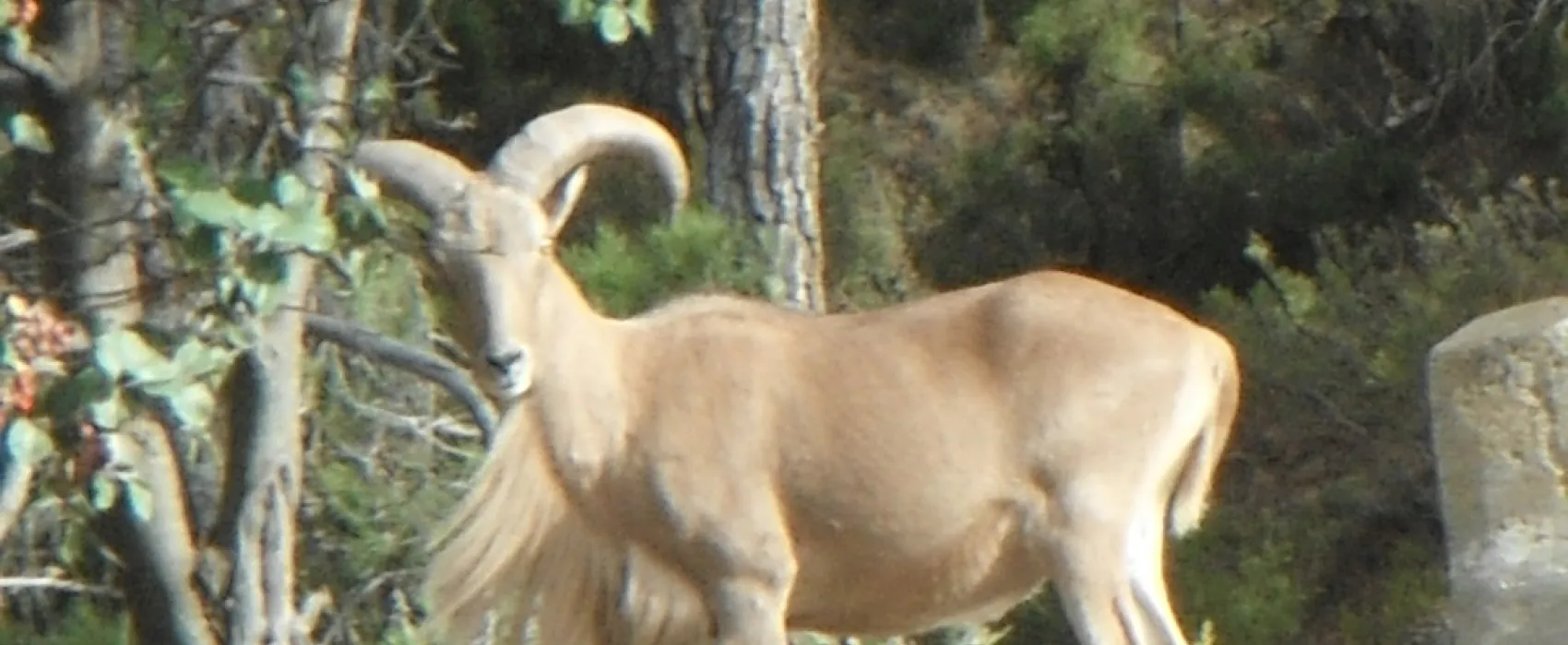 Camping Sierra Espuña