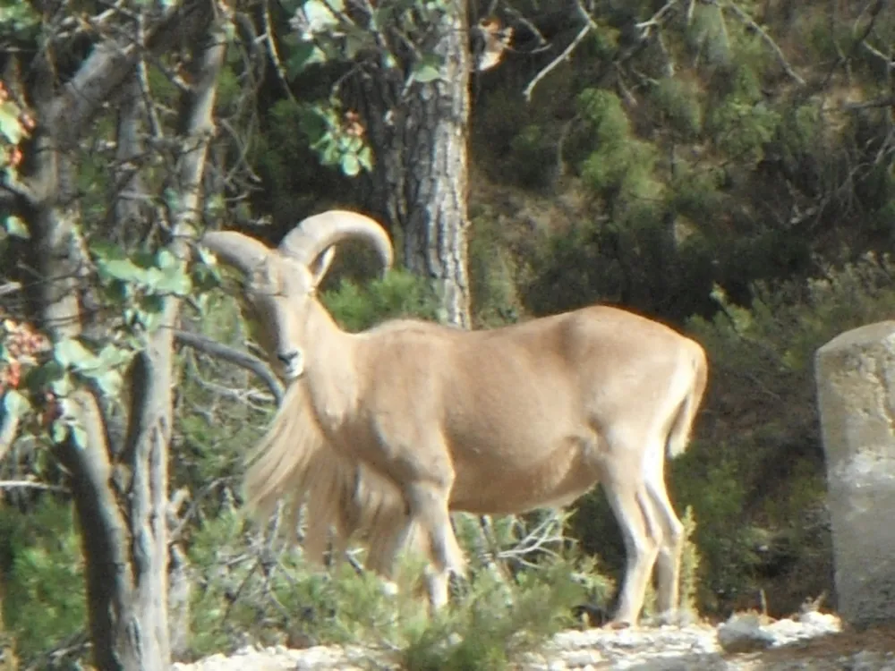 Camping Sierra Espuña