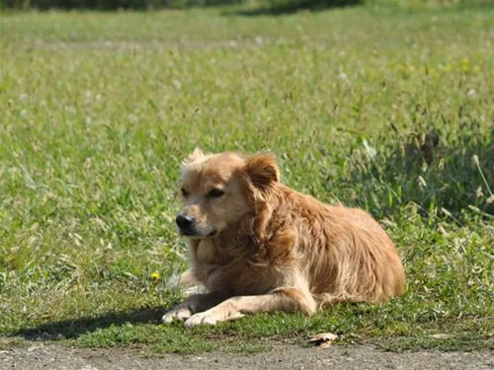 Camping Route Roemenie