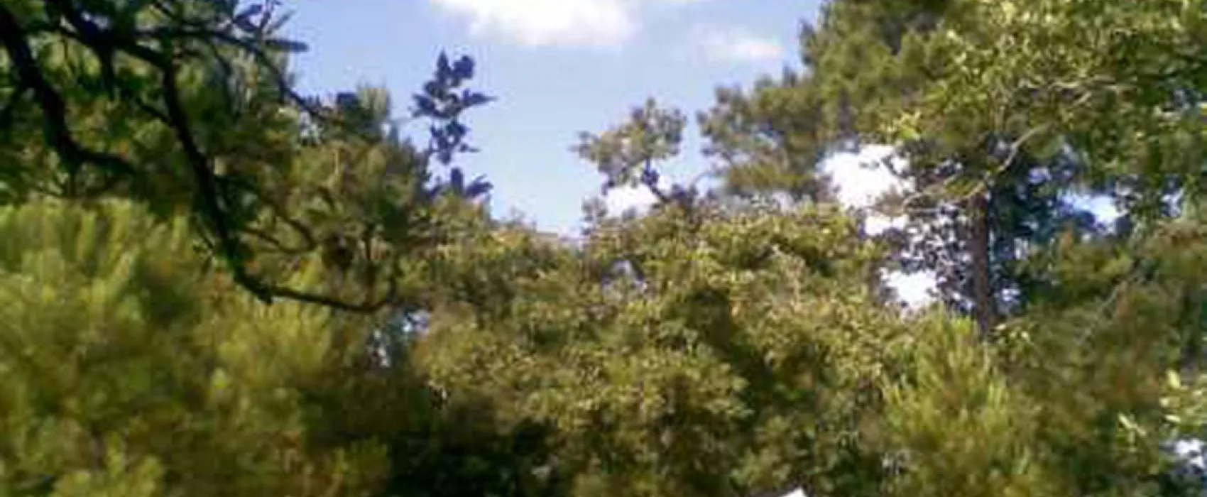 Camping Atlantique-foret