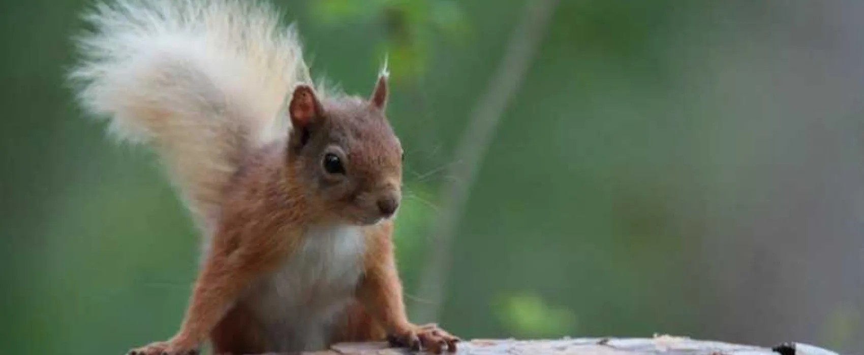 Dalraddy Holiday Park