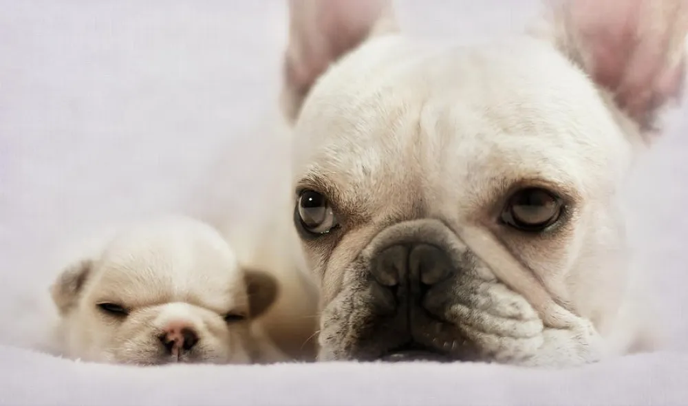 Ferry Meadows Caravan Club Site