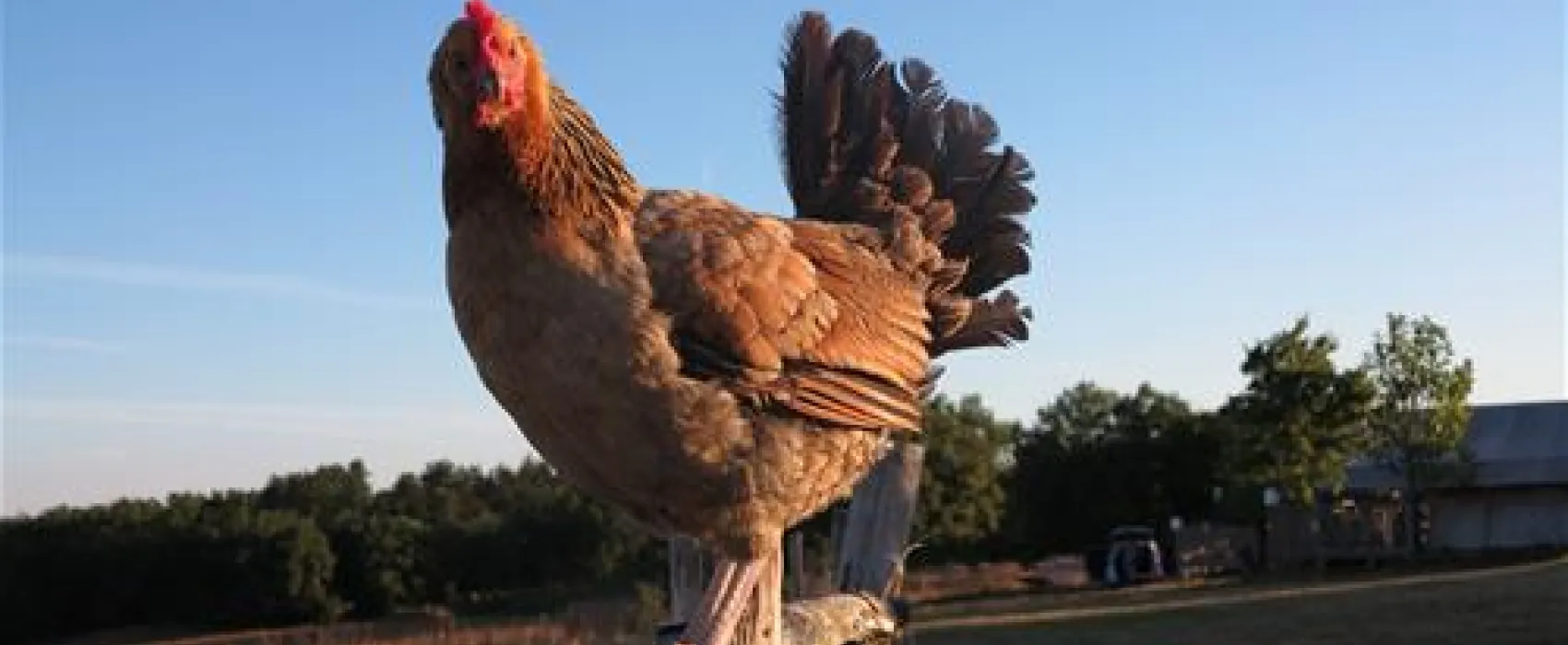 Camping Domaine Les Gonies