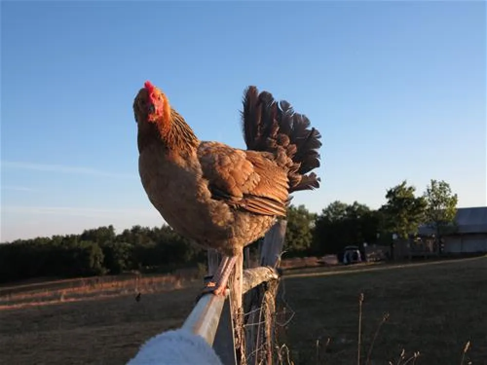 Camping Domaine Les Gonies