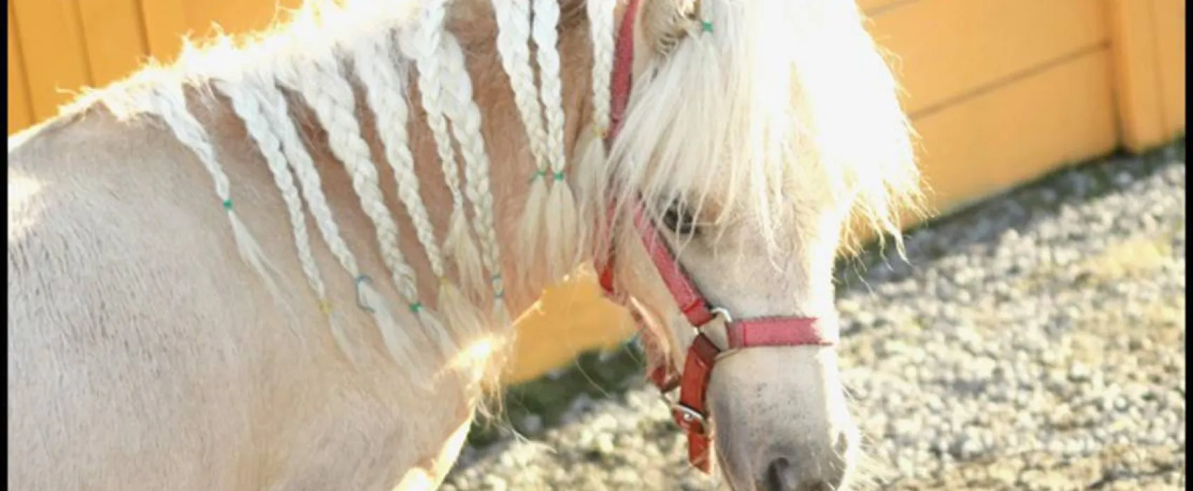 Camping Les P'tites Maisons dans la prairie