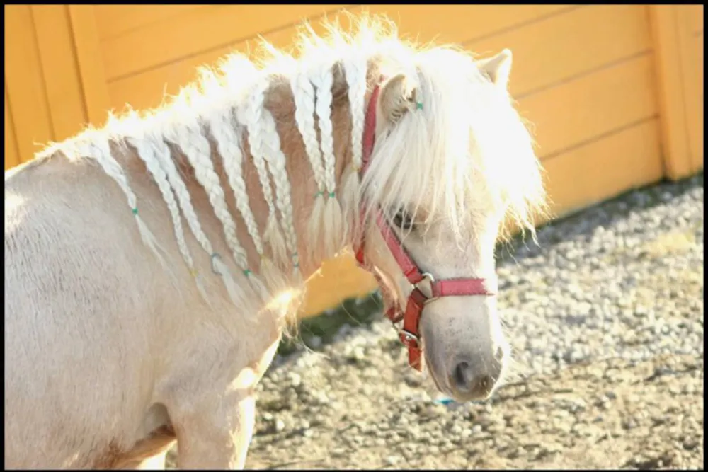 Camping Les P'tites Maisons dans la prairie
