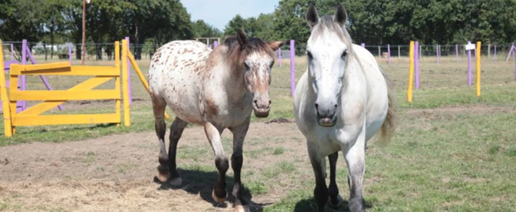 Camping Les P'tites Maisons dans la prairie