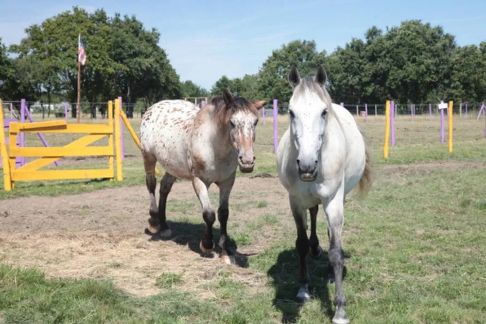 Camping Les P'tites Maisons dans la prairie