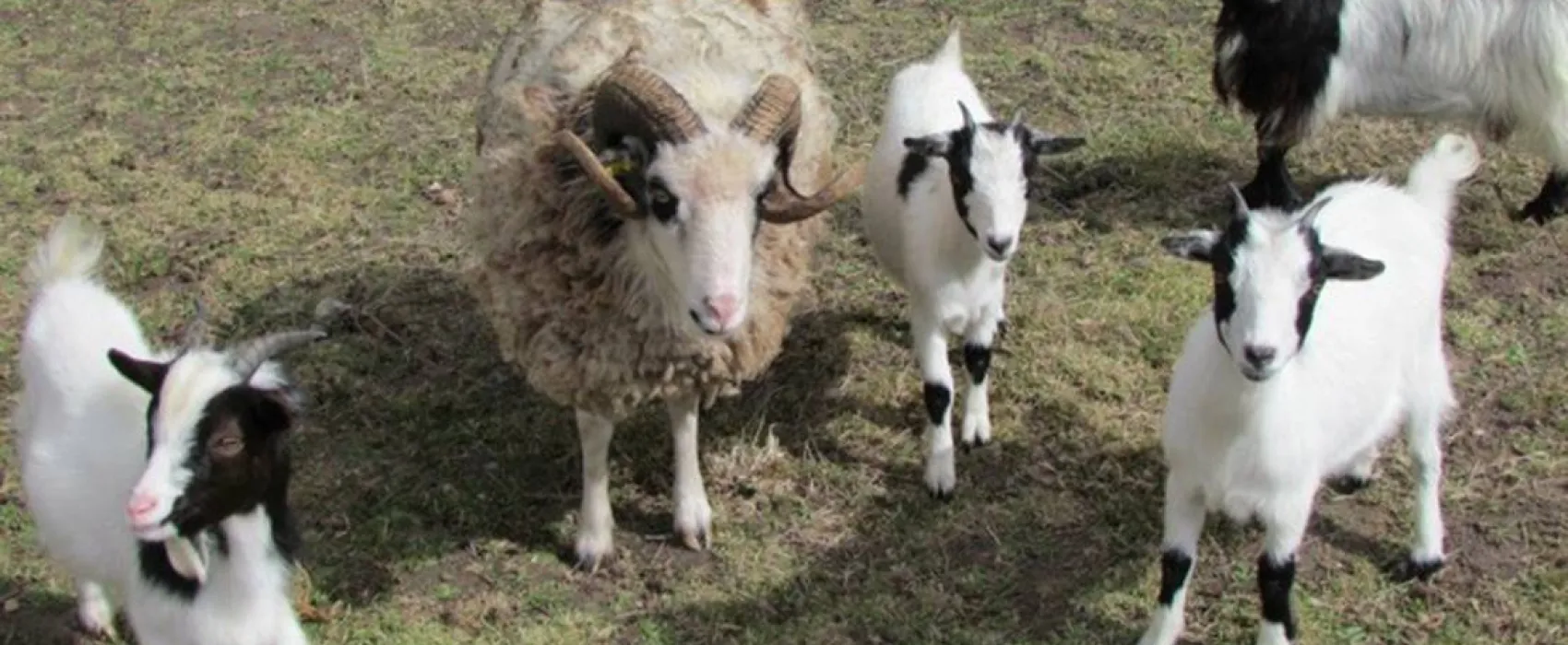 Camping Les P'tites Maisons dans la prairie