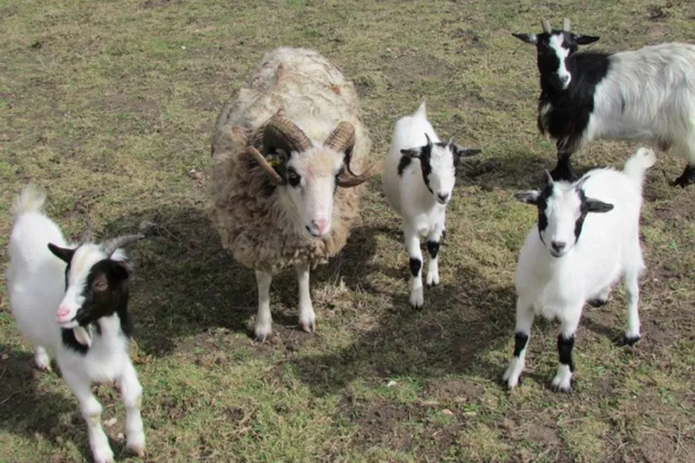 Camping Les P'tites Maisons dans la prairie