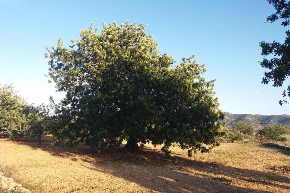 Los Olivos Camping Park