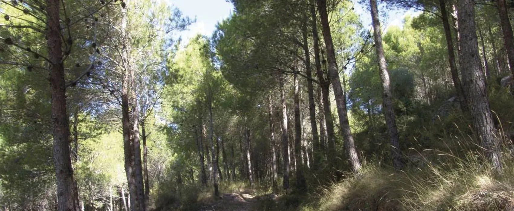 Los Olivos Camping Park