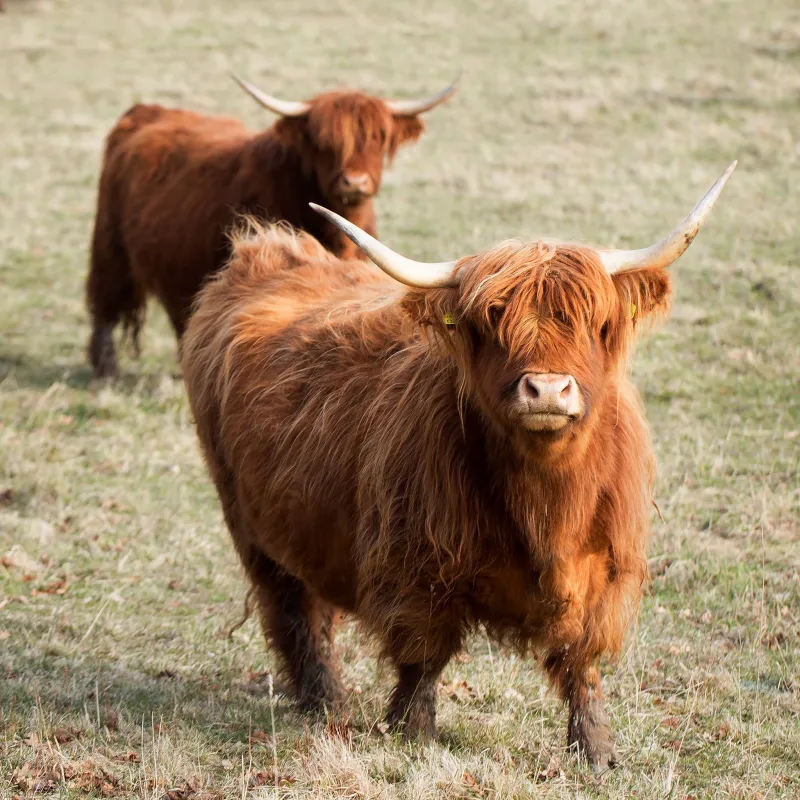 Cafe & Butik Kvarnen, Jurmo Åland