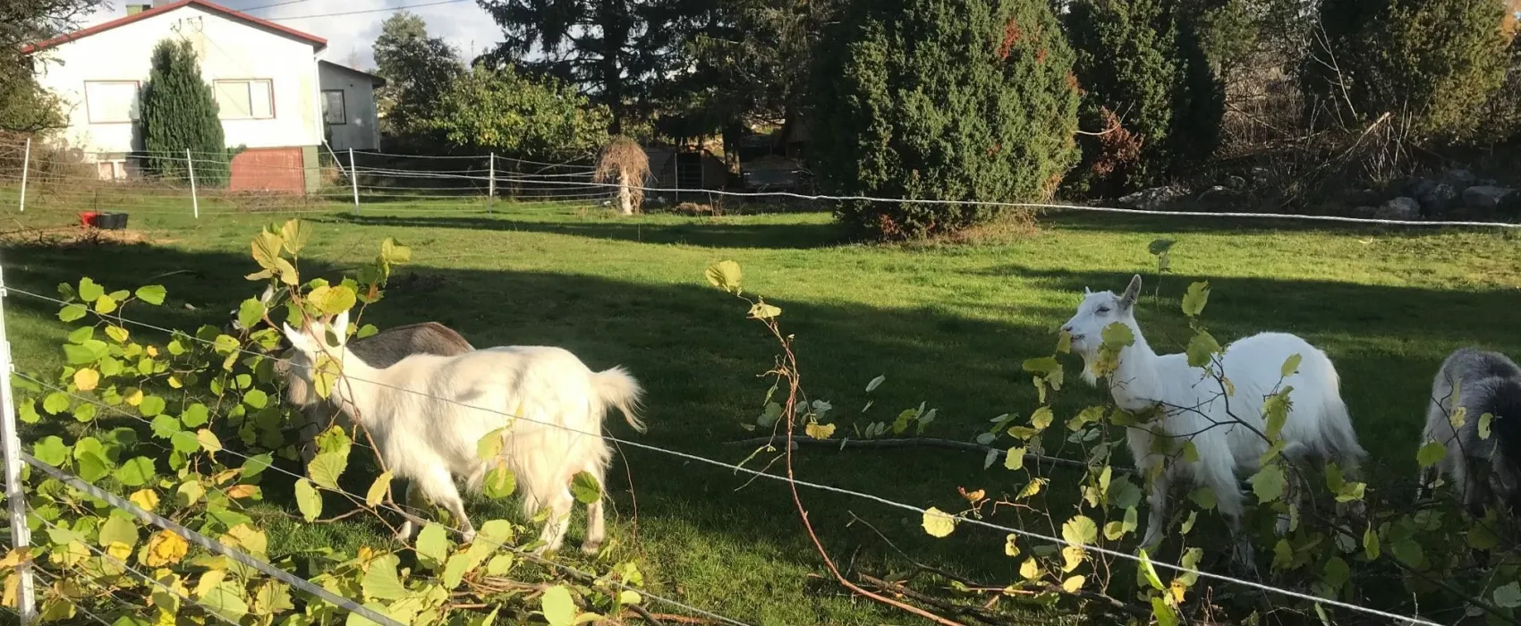 Cafe & Butik Kvarnen, Jurmo Åland