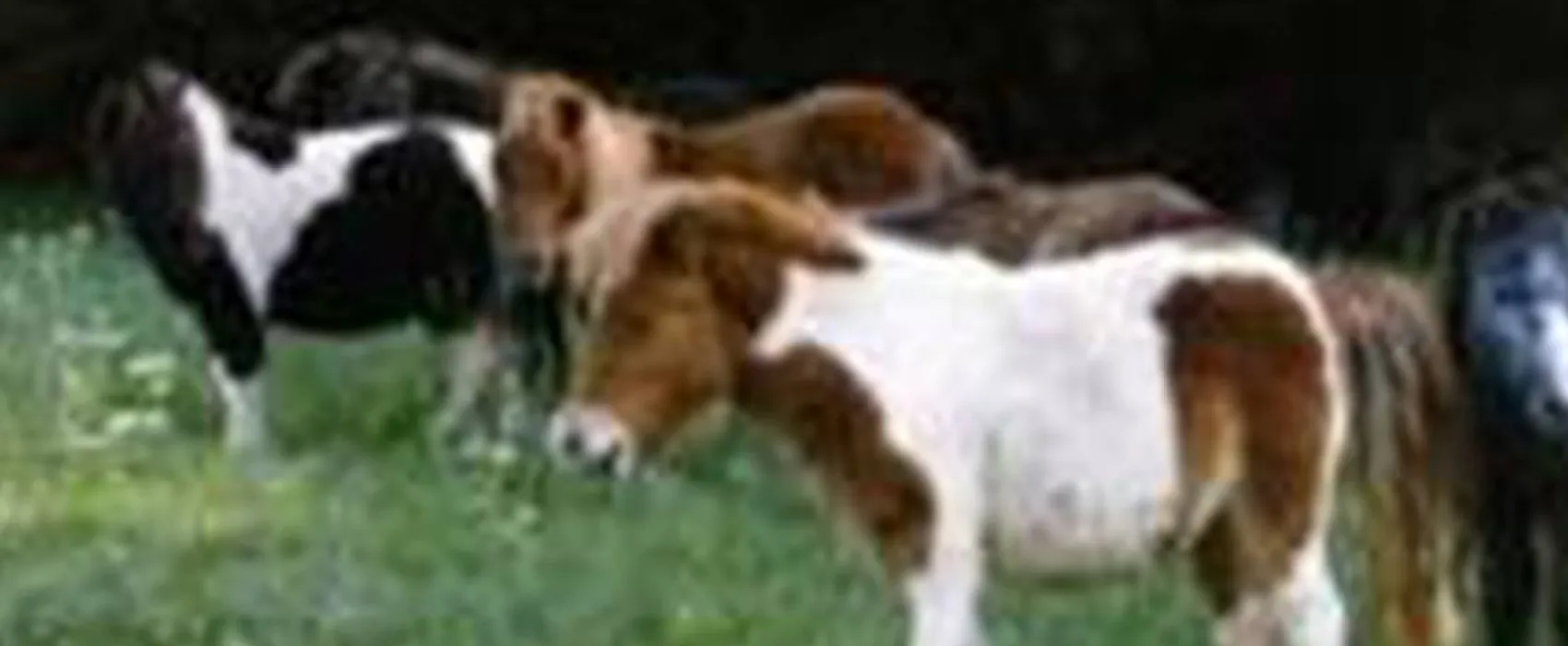 Camping La Bastide d'Albignac