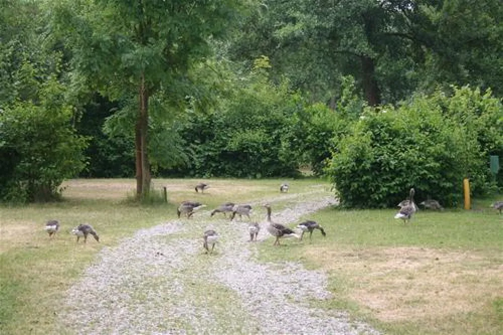 Naturcamping Seekamp  (Große Plöner See)