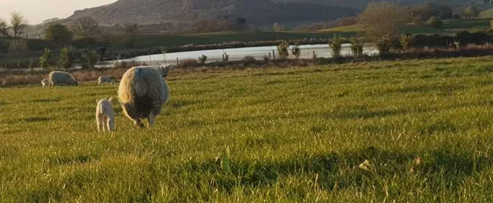 Brooklyn Grange Farm