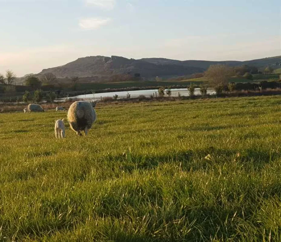 Brooklyn Grange Farm