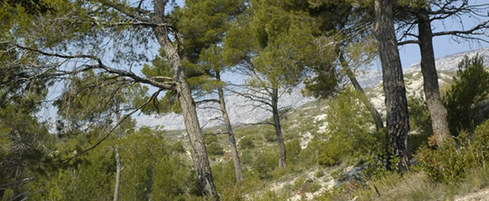 Municipal Le Cezanne