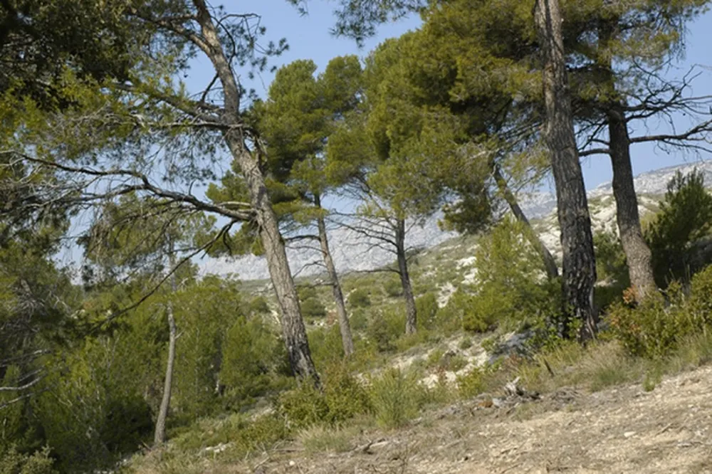 Municipal Le Cezanne