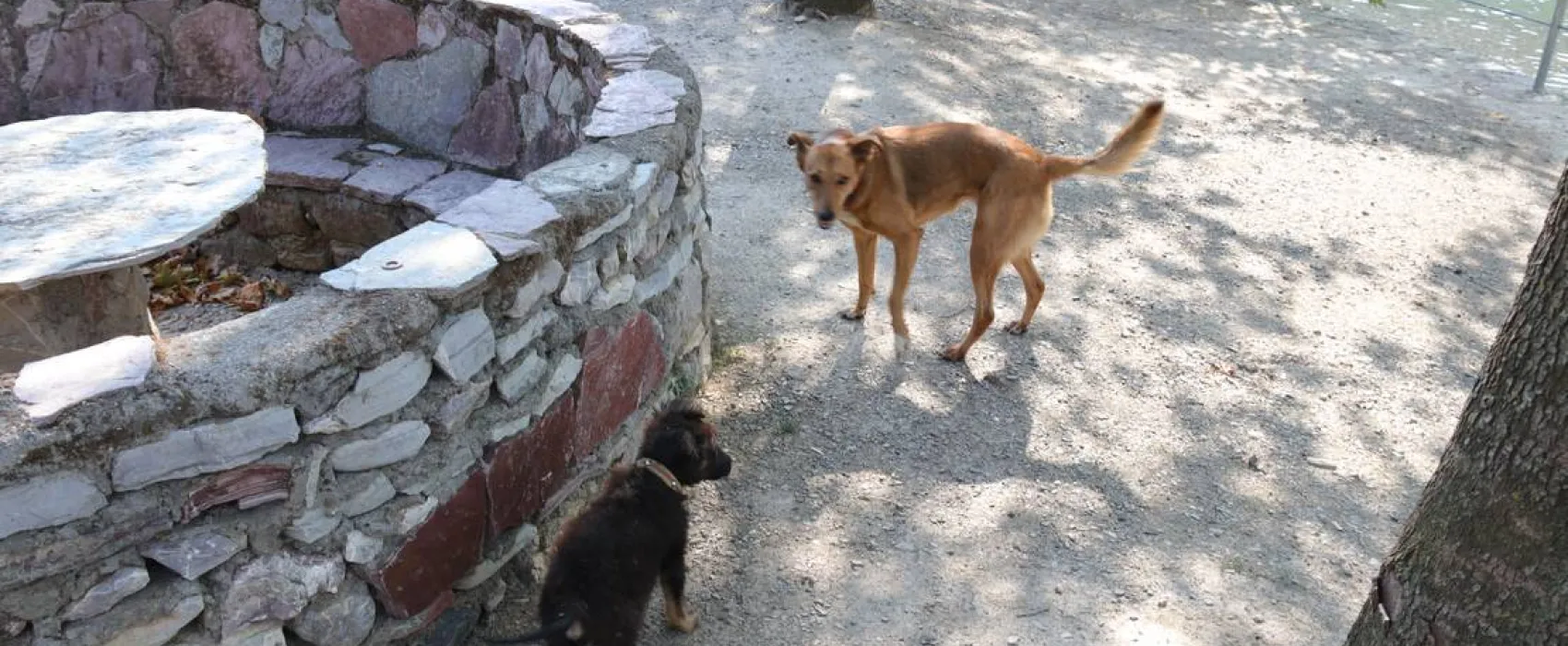 Natura Bar Restaurant Camping