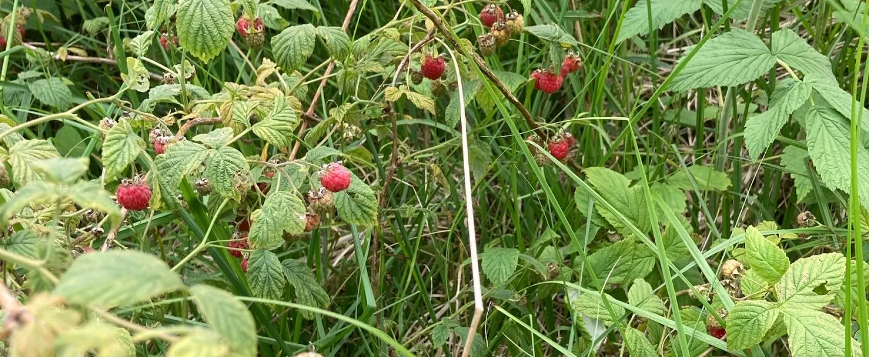 Arrild Ferieby Camping