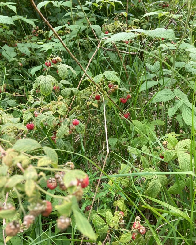 Arrild Ferieby Camping