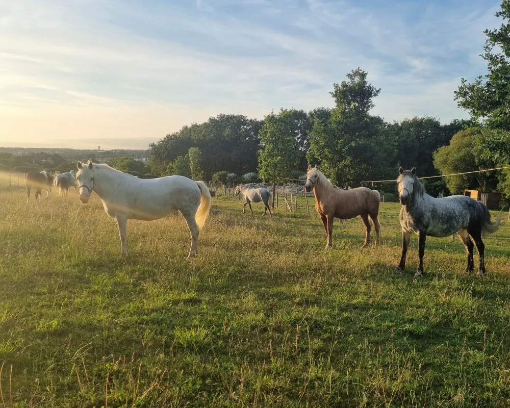 Camping Les Rives de Vilaine