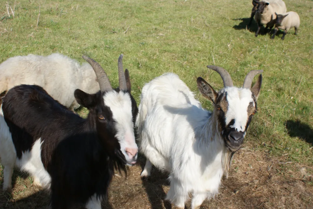 Camping Les Rives de Vilaine