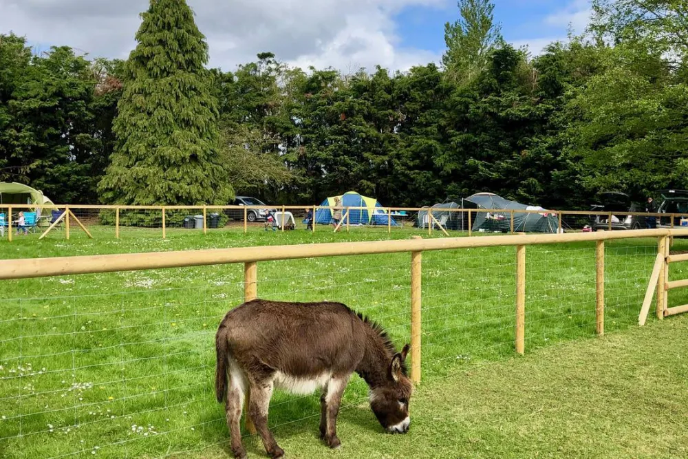 Laurel Park Campsite