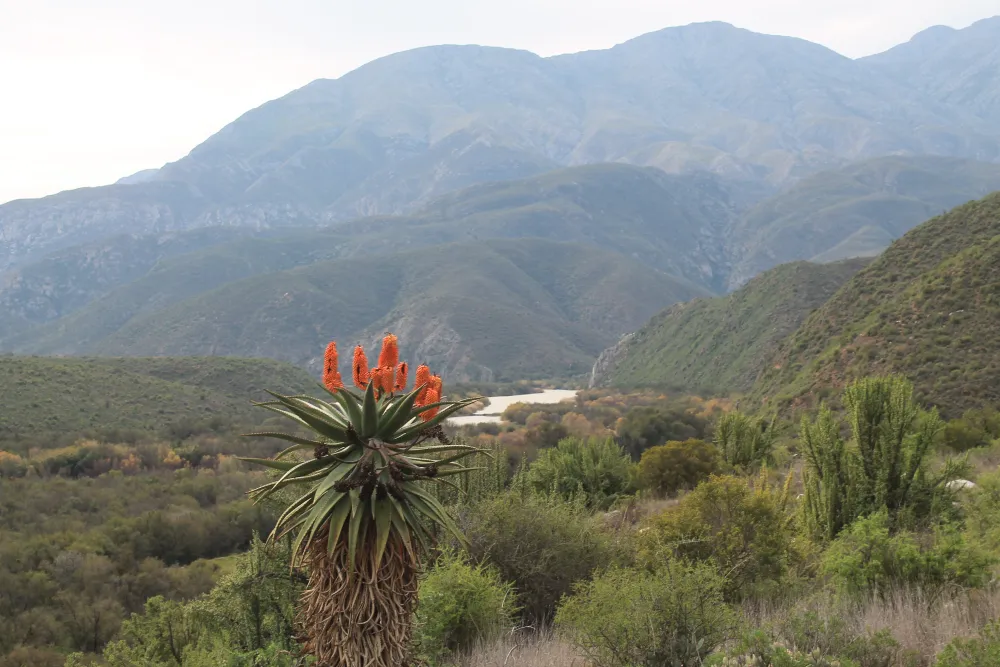 Die Dam River Camp (Matjiesvlei)