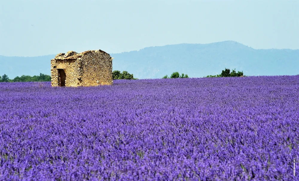 Domaine du Petit Arlane