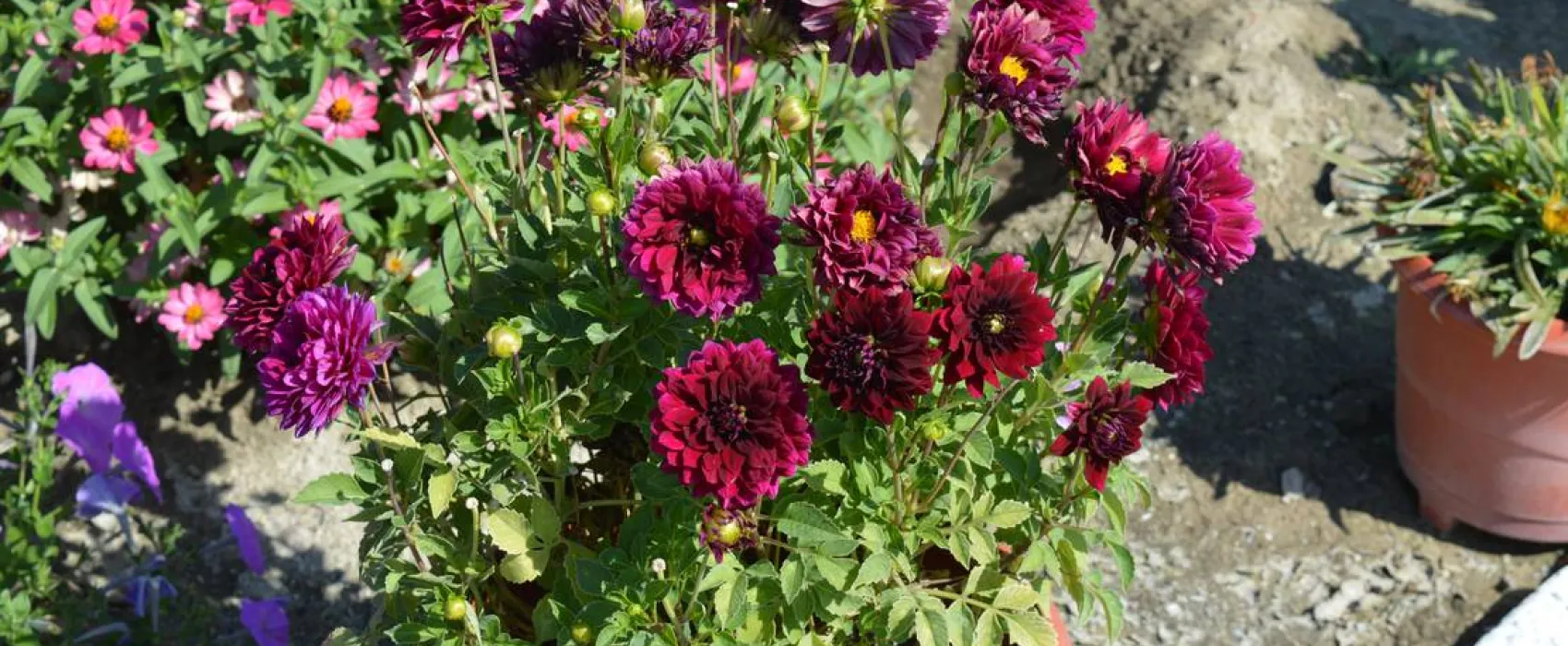 Sunny Paradise Campsite