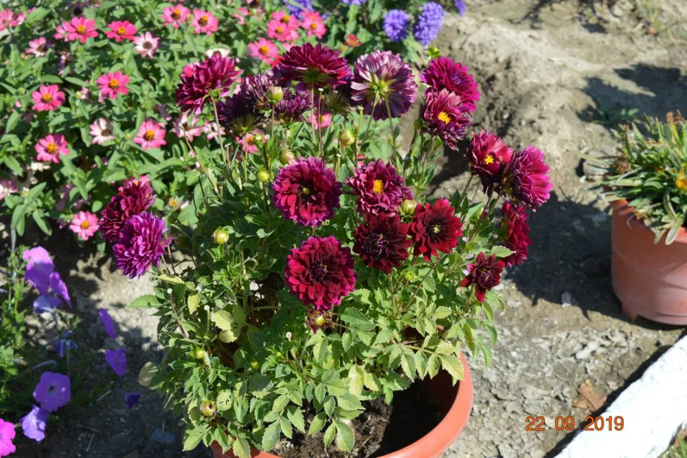 Sunny Paradise Campsite