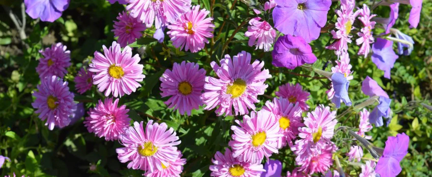 Sunny Paradise Campsite